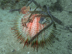 Gracilechinus acutus