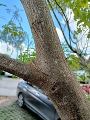 Leucaena leucocephala