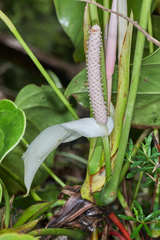 Anthurium lucens