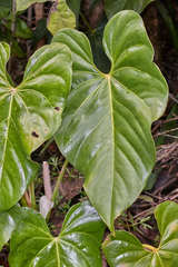 Anthurium lucens