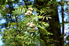 Sorbus decora