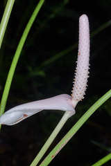 Anthurium lucens