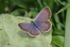 Zizeeria knysna