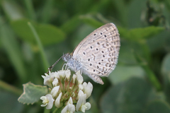 Zizeeria knysna
