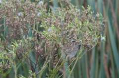 Senecio bipinnatisectus