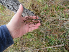 Juncus trigonocarpus