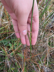 Juncus trigonocarpus