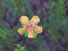 Hypericum tenuifolium