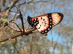 Acraea acara