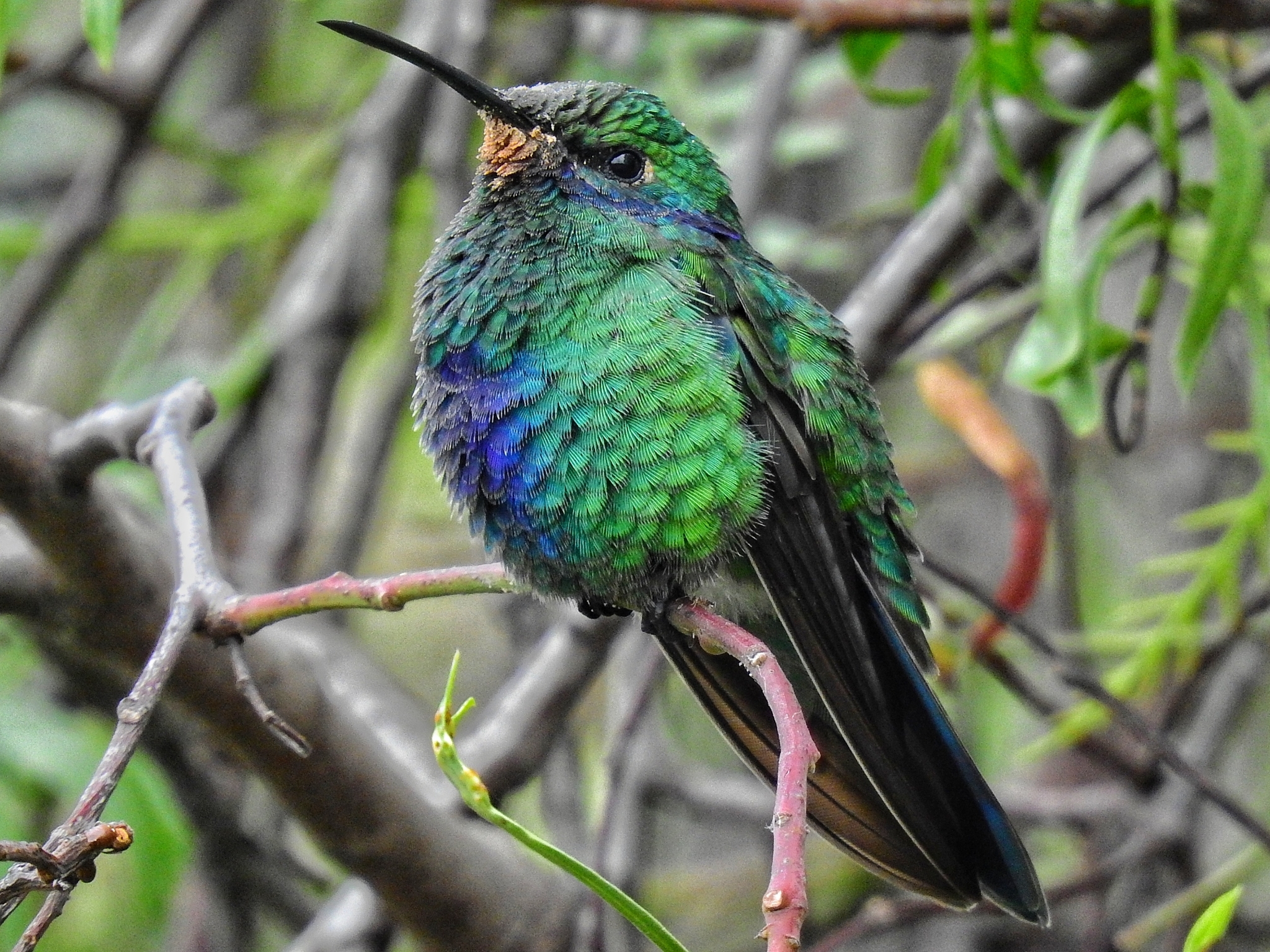 Sparkling Violetear illustration