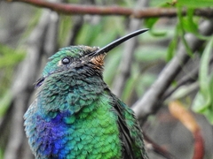 Sparkling Violetear photo 5