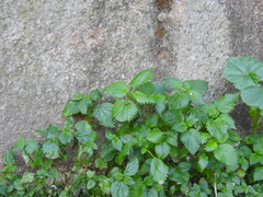 Urtica urens