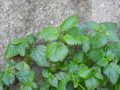 Urtica urens