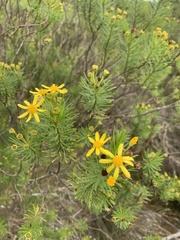 Euryops linearis