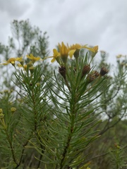 Euryops linearis