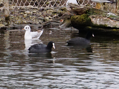 Fulica atra