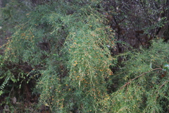 Daviesia flexuosa