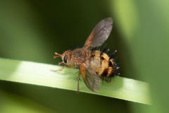 Dejeania bombylans