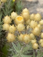Helichrysum foetidum