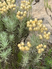 Helichrysum foetidum