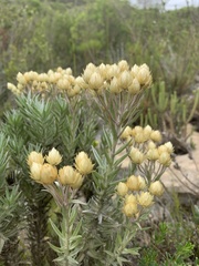 Helichrysum foetidum