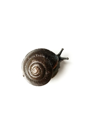 Pommerhelix mastersi