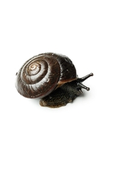 Pommerhelix mastersi