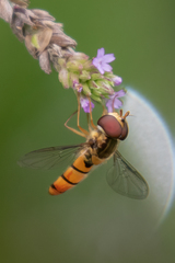 Episyrphus trisectus