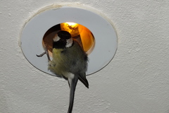 Parus major niethammeri