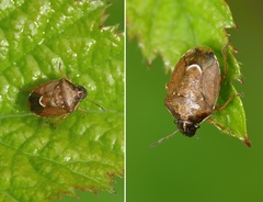 Rubiconia intermedia