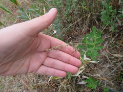Anthenantia rufa