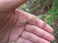 Anthenantia rufa