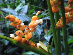 Stromanthe stromanthoides