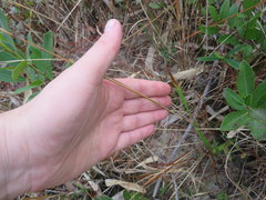 Anthenantia rufa