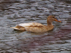 Anas platyrhynchos domesticus