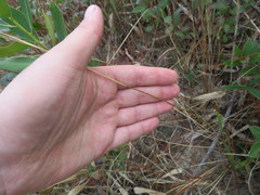 Anthenantia rufa