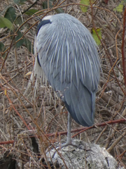 Ardea cinerea