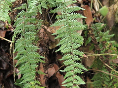 Myriopteris microphylla