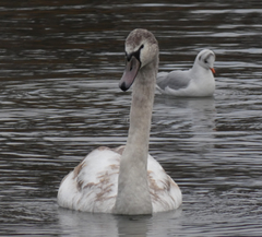 Cygnus olor