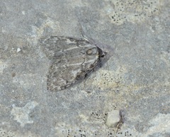 Nola confusalis