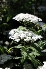 Spiraea rosthornii