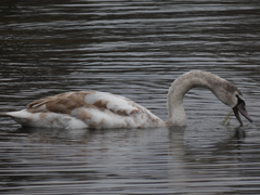Cygnus olor