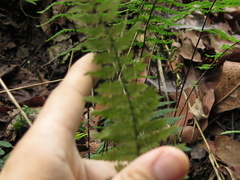 Myriopteris microphylla