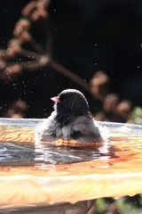 Junco hyemalis