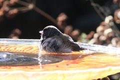 Junco hyemalis