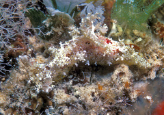 Plocamopherus