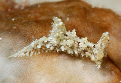 Plocamopherus