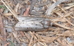 Nycteola asiatica
