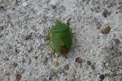 Palomena viridissima