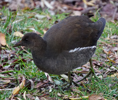 Gallinula chloropus